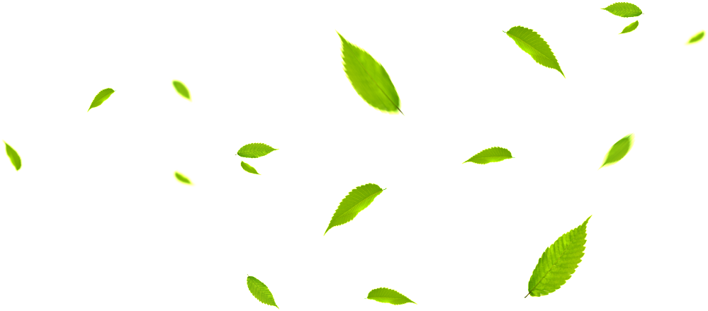 Png De Folha De Folha Verde - Leaves Fly (1024x490), Png Download