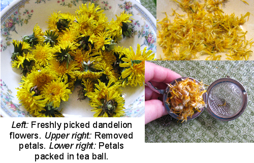 I Find This Tea Almost Tasteless, Which Is Probably - Dandelion Flower Tea (500x321), Png Download