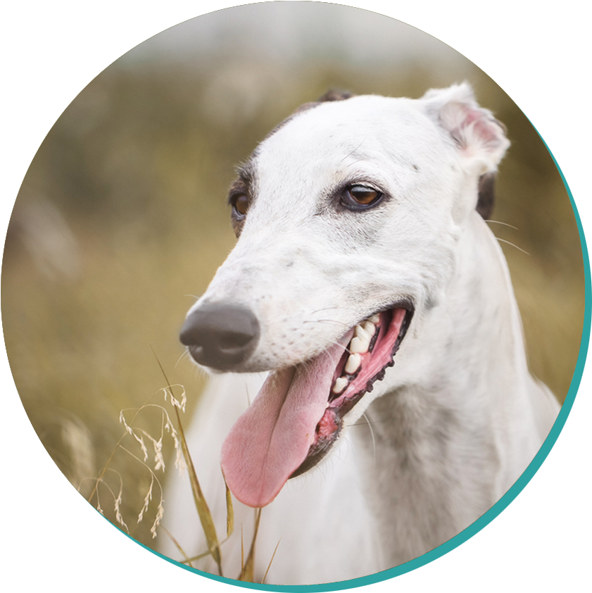 Greyhound - Dog (942x980), Png Download