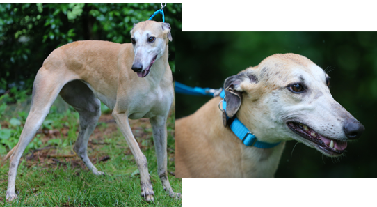 Cheeky - Greyhound (542x297), Png Download