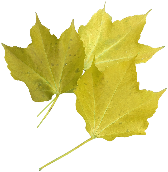 Isolated, Yellow Maple Leaf, Nature, Autumn Colours - Still Life With Scarlet Leaves And A Painted Rock Journal (707x720), Png Download