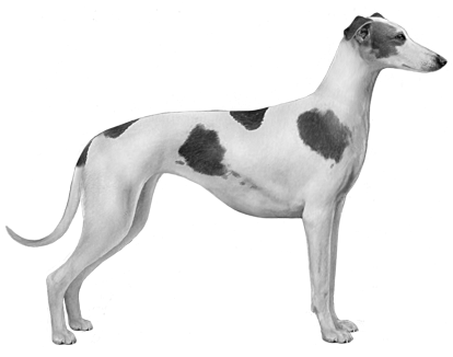 Polish Greyhound - Headshot - Polish Greyhound (450x360), Png Download