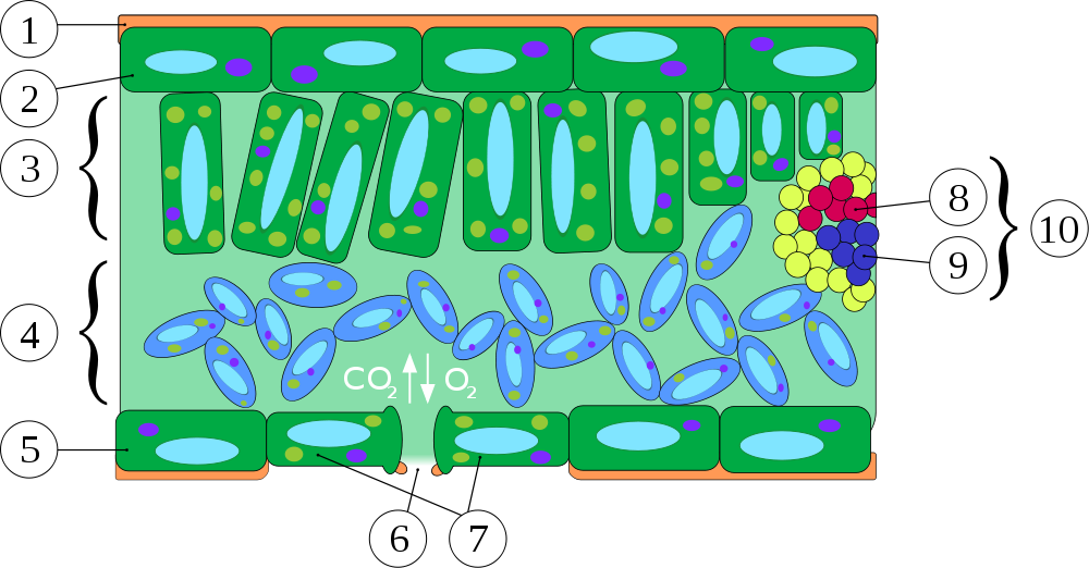 Anatomia Folha - Transverse Section Of Leaf (1000x522), Png Download