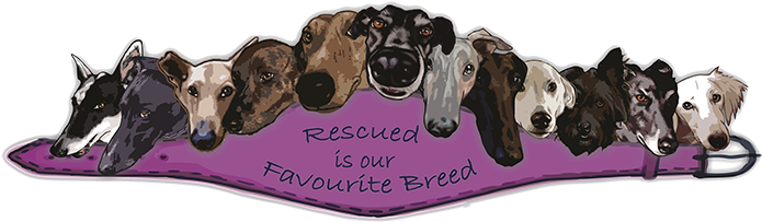 A Little Information On The Boerwindhond - Greyhound (700x260), Png Download