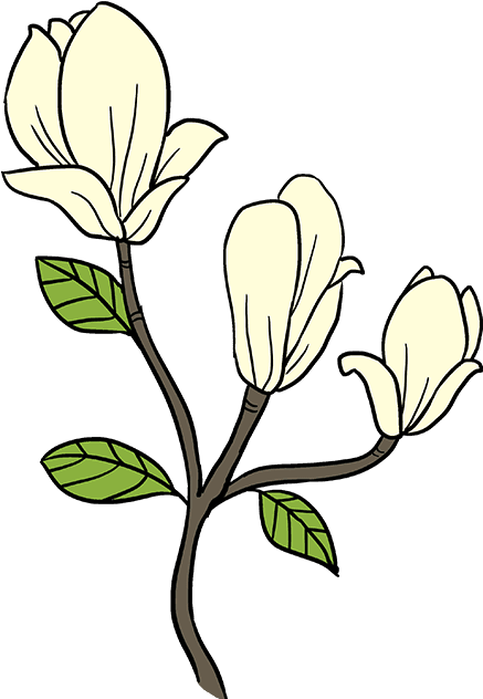 How To Draw Magnolia Flower - Draw A Magnolia Flower Easy (680x678), Png Download