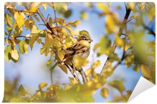 Sparrow Bird Hideout In Autumn Trees Wall Mural • Pixers® - House Sparrow (400x400), Png Download