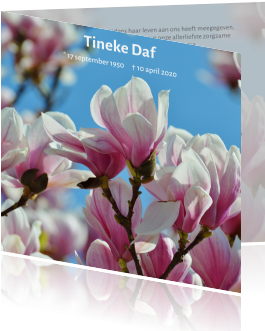 Moderne Rouwkaart Met Roze Magnolia - Flower (455x350), Png Download