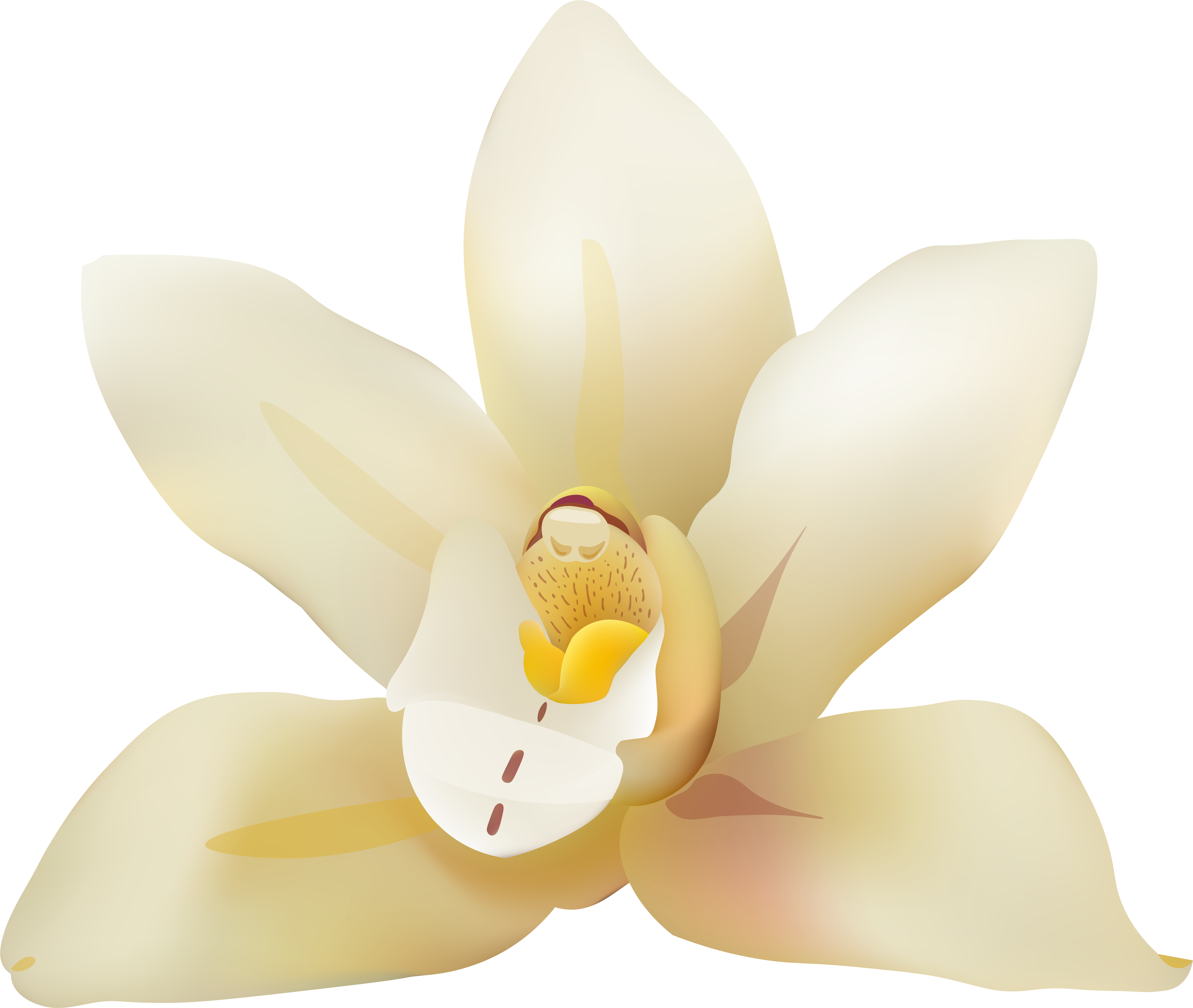 Magnolia Flower Png (8000x6761), Png Download