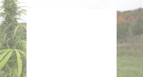 1200px Background Ad With 120px Top Margin Cannabis - Grass (500x271), Png Download