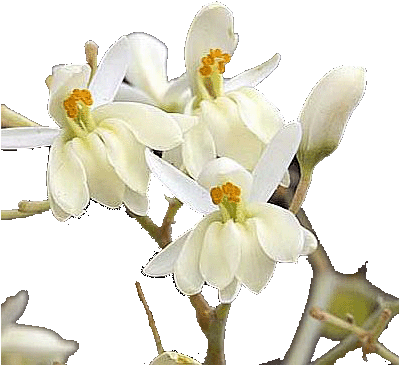 Moringa Flowers Use In Traditional Medicine - Flowers (398x375), Png Download