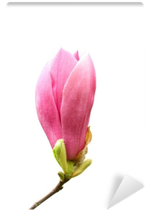 Chinese Magnolia (400x400), Png Download