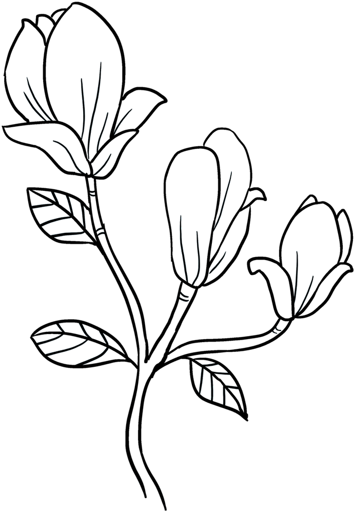 Easy Drawing Guides On Twitter - Magnolia (848x1200), Png Download