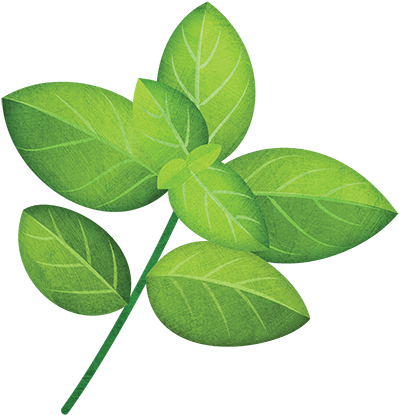Basil (500x500), Png Download