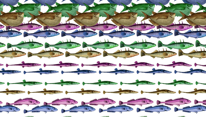 4 Animated Fish In 4 Colors - Umbrella (700x400), Png Download