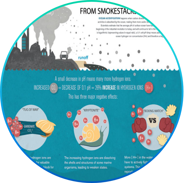 Effects Of Ocean Acidification Info Graphic By Deanna - Ocean Acidification National Research Council (616x610), Png Download
