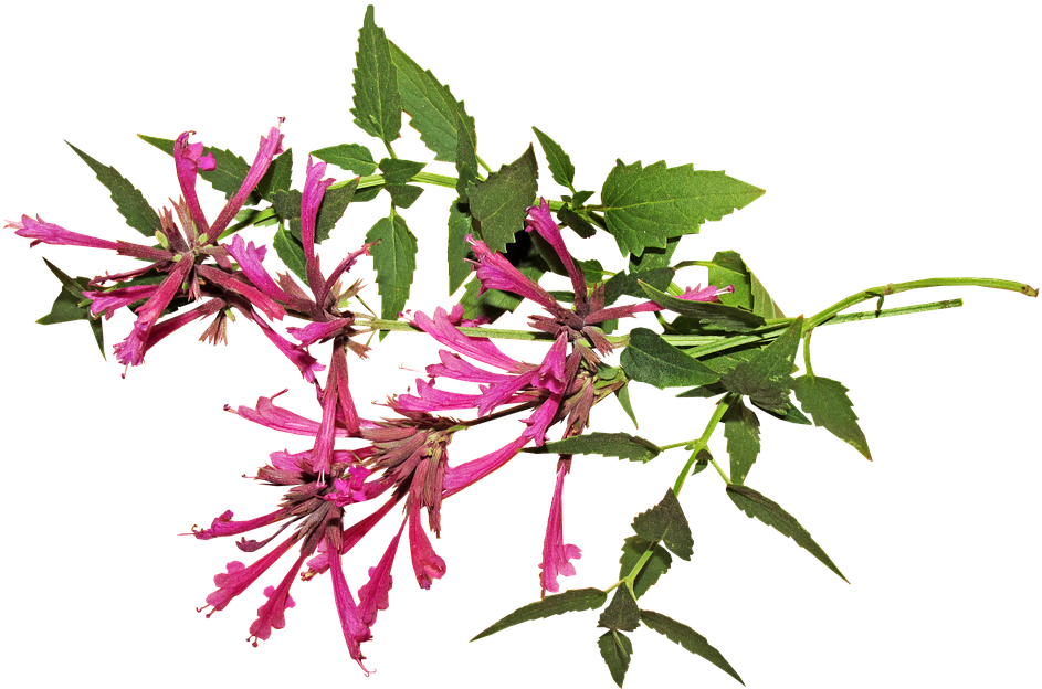 Aniseed, Flower, Herb, Stem, Plant - Anise (960x630), Png Download