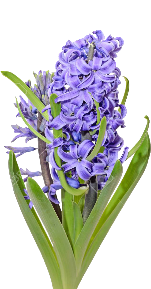 Hyacinth (768x1300), Png Download
