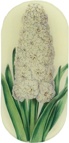 Hyacinth Anna Maria - Hyacinth (500x500), Png Download
