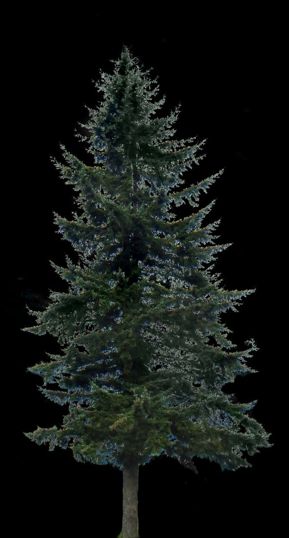 Pine Tree Big - Pine (591x1100), Png Download