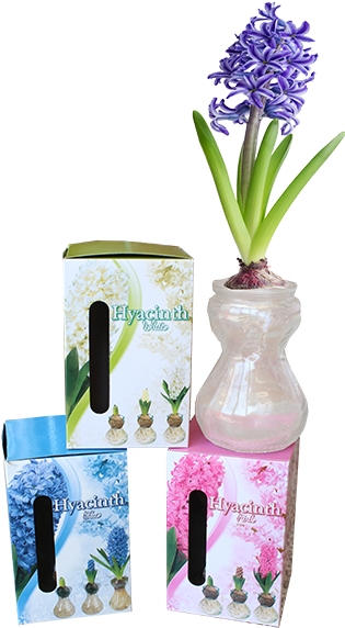 325091 Hyacinth Op Glas Per 24 - Grape Hyacinth (600x600), Png Download