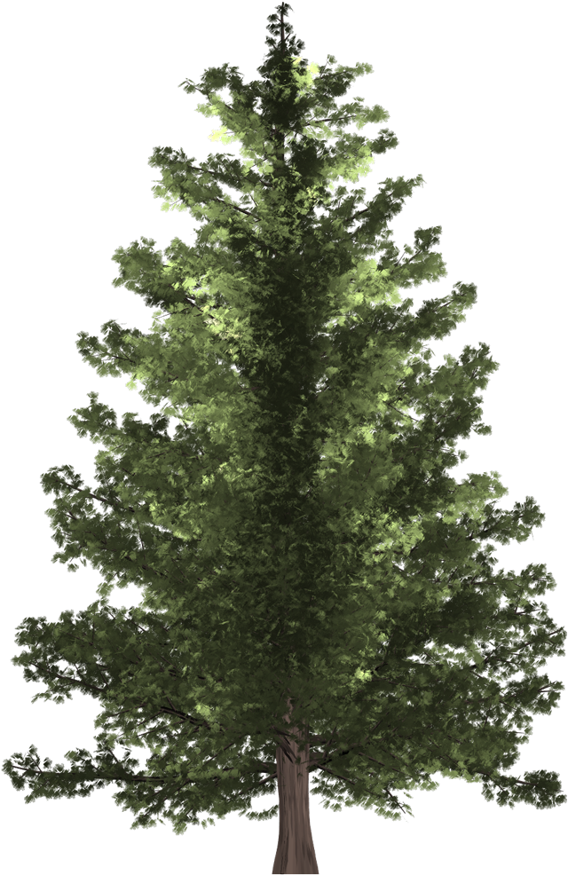 Pine Tree - Fir Tree Png (745x1080), Png Download