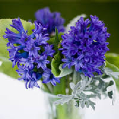 Hyacinth (400x500), Png Download