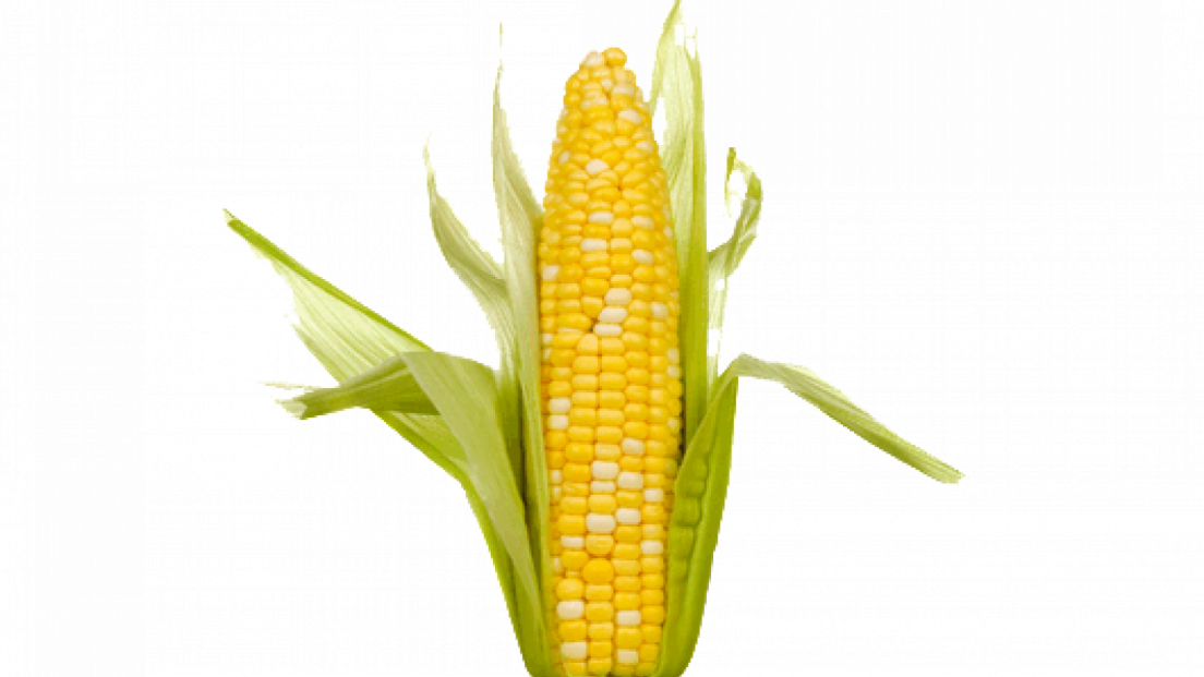Corn Png Transparent Images - Single Corn On The Cob (1104x621), Png Download