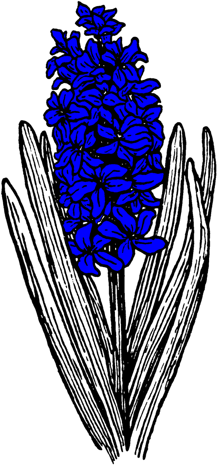 Hyacinths In Flower In The Pell Wall Garden - Hyacinth Line Art (789x1600), Png Download