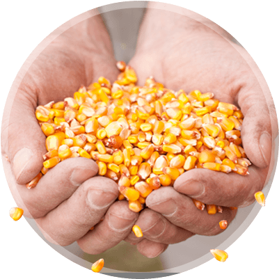 Opportunity For Improved Grain Quality - Maize (500x400), Png Download
