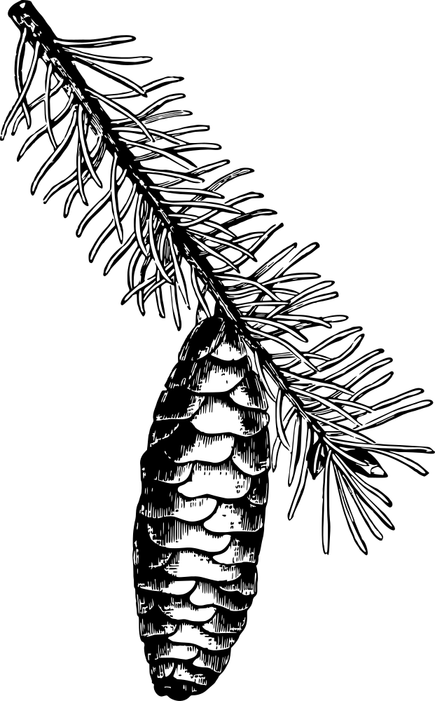 Norway Spruce - Norway Spruce Drawing (621x1000), Png Download