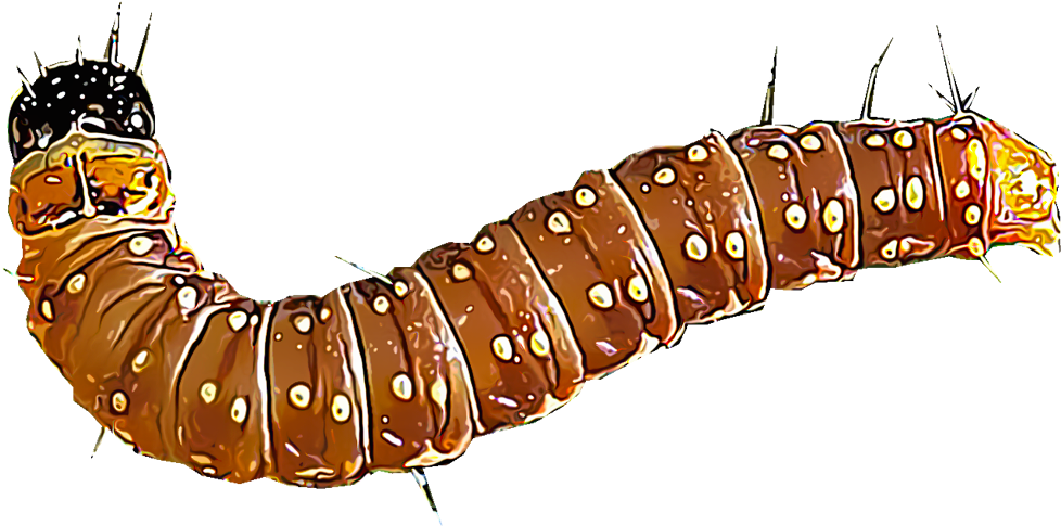 Several Species Of Spruce Budworms Are Responsible - Imagen De Gusano Png (1000x1000), Png Download