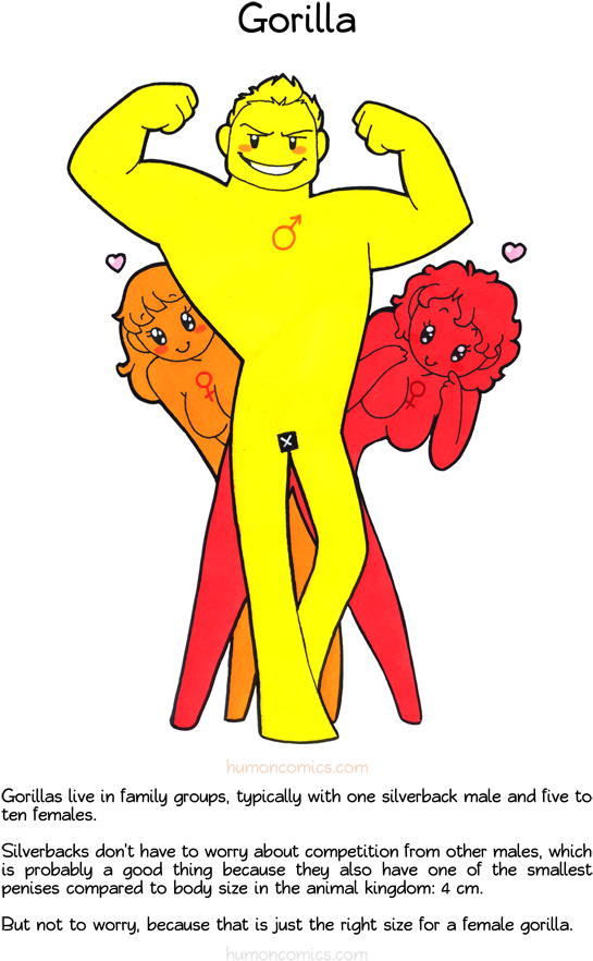 Gorilla Humoncomics - Com - Animal Lives Compared To Humans (660x926), Png Download