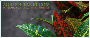 Green Planet Logo Transparent 375×375 - Macrocystis (375x375), Png Download