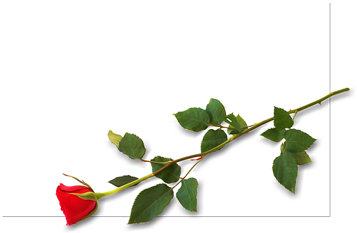 Free Photo Driven Celebration Placecard Invitation - Garden Roses (543x340), Png Download