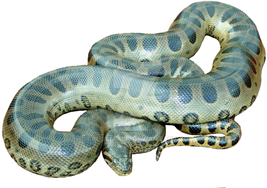 Png Anaconda No Background - Anaconda Png (900x613), Png Download