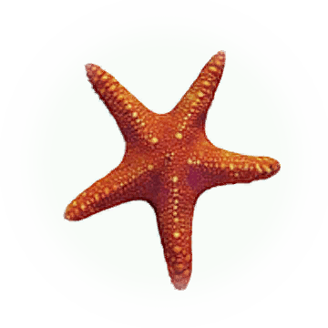 Estrella De Mar - Starfish (360x360), Png Download