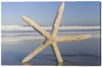 Starfish (400x400), Png Download