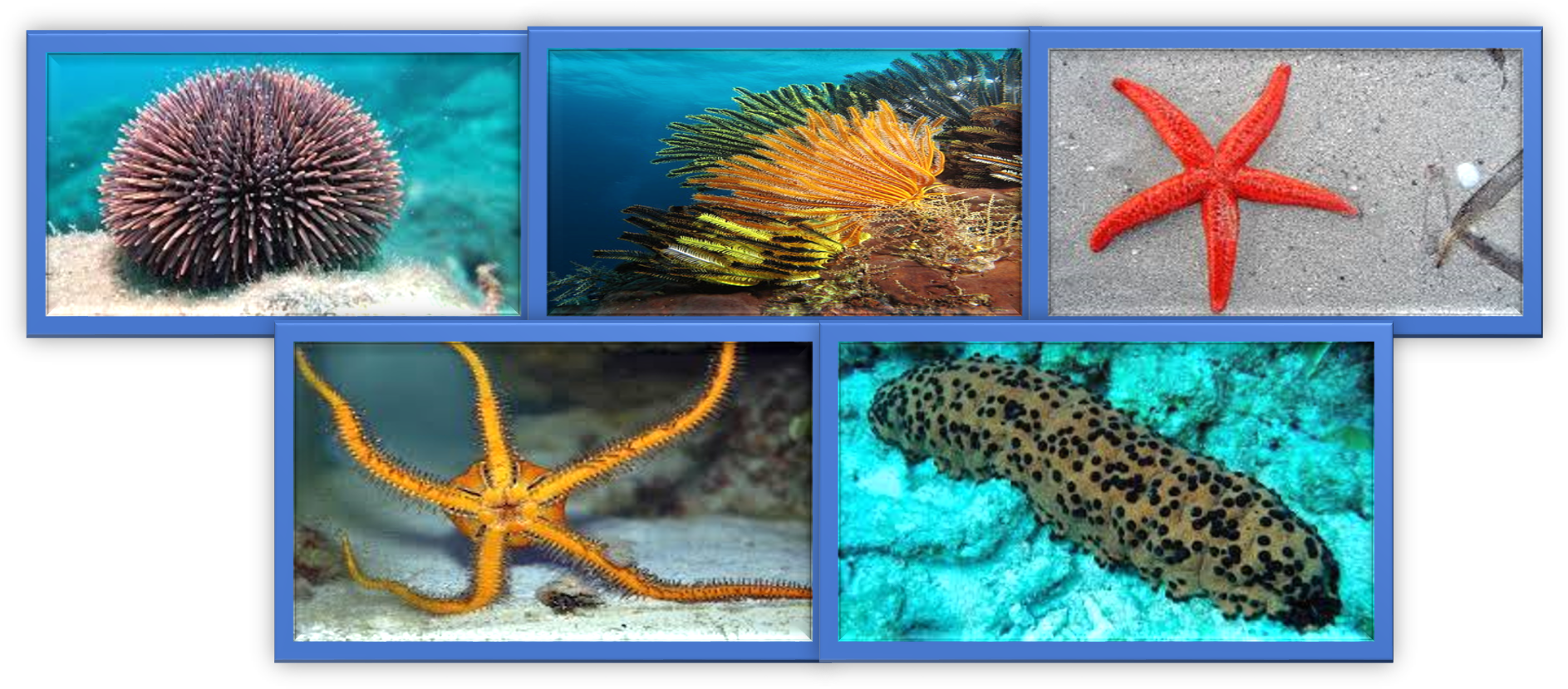Este Phylum Está Conformado Por Cinco Clases - Portable Network Graphics (1906x850), Png Download