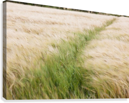 Tall Grass In A Field Canvas Print - Posterazzi Dpi1863154large Tall Grass In A Field Poster (429x344), Png Download