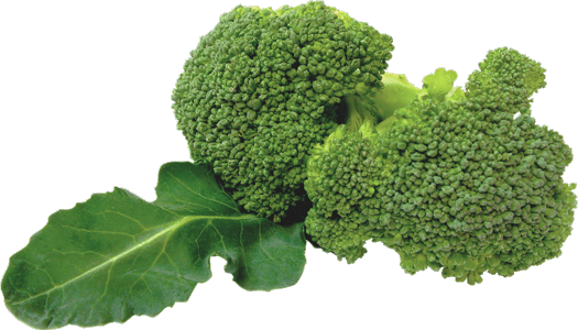 Broccoli - Broccoli Png (525x300), Png Download