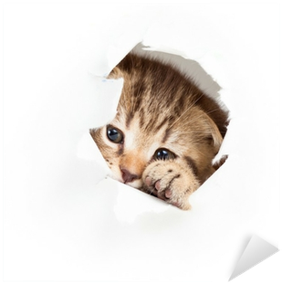 Funny Kitten Looking Out Hole In Torn Paper Sticker - Cat (400x400), Png Download