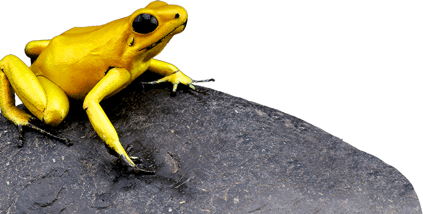 Rana Terribilis - Endangered And Extinct Amphibians (ebook) (865x437), Png Download