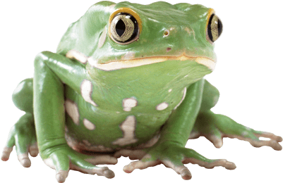 Rana Verde - Toad Images Transparent Background (400x400), Png Download