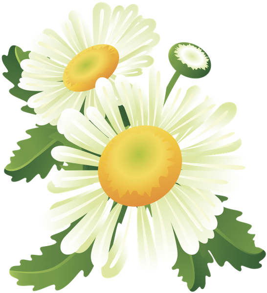 Ромашка Полевая, Chamomile Field, Ромашка Польова, - Flower Banner (555x600), Png Download