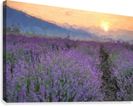Field Of Flowers At Sunset Canvas Print - Field Of Flowers (429x340), Png Download
