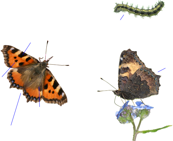Guía De La Naturaleza - Small Tortoiseshell (630x470), Png Download