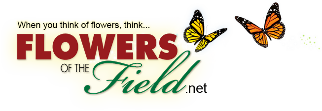 Flowers Of The Field - Religion, Philosophy And Life: The Reasons Behind Action (653x226), Png Download