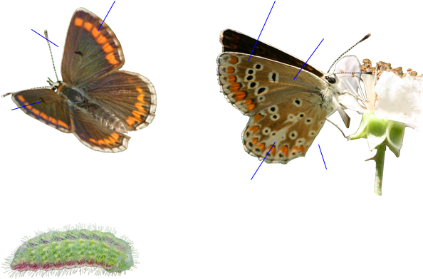 Guía De La Naturaleza - Brown Argus (630x470), Png Download