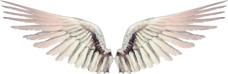 O Mundo Invisível É Misterioso Atrai - Asa De Anjo Gif (786x255), Png Download