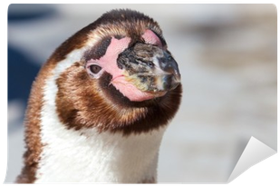 Closeup Of A Cute Young Humboldt Penguin Looking Into - Humboldt Penguin (400x400), Png Download